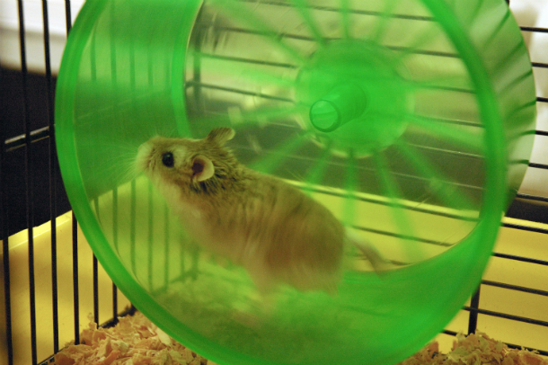 Hamster_wheel