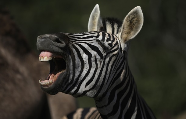 Zebra no Portobello Resort, em Mangaratiba (RJ), onde a seleção da Itália se hospeda (Ricardo Moraes/Reuters)